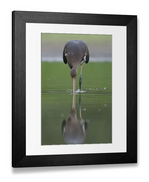 Framed Print : Juvenile Black stork (Ciconia nigra) hunting for fish, Elbe Biosphere Reserve, Lower Saxony Framed Print : Juvenile Black stork (Ciconia nigra) hunting for fish, Elbe Biosphere Reserve, Lower Saxony