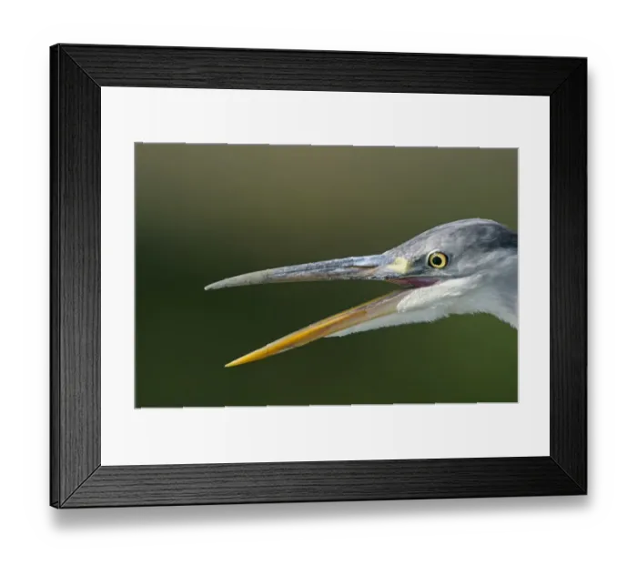 Framed Print : Grey heron (Ardea cinerea) with beak open, Elbe Biosphere Reserve, Lower Saxony, Germany Framed Print : Grey heron (Ardea cinerea) with beak open, Elbe Biosphere Reserve, Lower Saxony, Germany