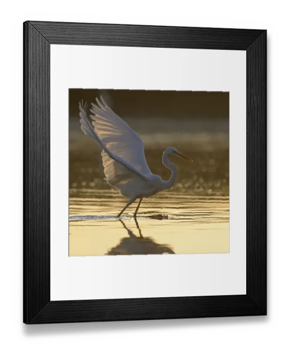Framed Print : Great egret (Ardea alba) landing on water, Elbe Biosphere Reserve, Lower Saxony, Germany Framed Print : Great egret (Ardea alba) landing on water, Elbe Biosphere Reserve, Lower Saxony, Germany