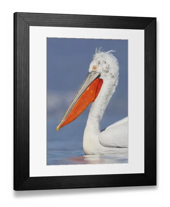 Framed Print : Dalmatian pelican (Pelecanus crispus) portrait, Lake Kerkini, Macedonia, Greece Framed Print : Dalmatian pelican (Pelecanus crispus) portrait, Lake Kerkini, Macedonia, Greece