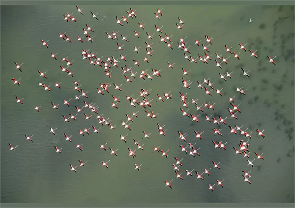 Aerial view of Greater flamingos (Phoenicopterus ruber) in flight over Baha de Cdiz Natural Park