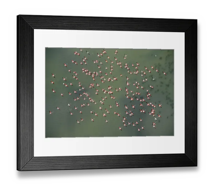 Framed Print : Aerial view of Greater flamingos (Phoenicopterus ruber) in flight over Baha de Cdiz Natural Park Framed Print : Aerial view of Greater flamingos (Phoenicopterus ruber) in flight over Baha de Cdiz Natural Park