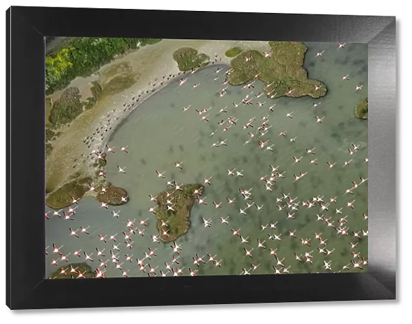 Aerial view of European flamingo (Phoenicopterus roseus) flock in flight, Baha de Cdiz Natural Park