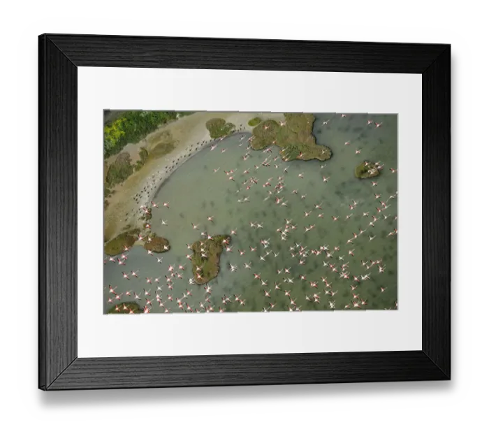 Framed Print : Aerial view of European flamingo (Phoenicopterus roseus) flock in flight, Baha de Cdiz Natural Park Framed Print : Aerial view of European flamingo (Phoenicopterus roseus) flock in flight, Baha de Cdiz Natural Park