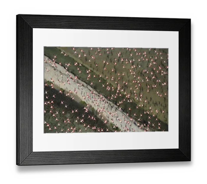 Framed Print : Aerial view of Greater flamingo (Phoenicopterus ruber) flock in flight, Baha de Cdiz Natural Park Framed Print : Aerial view of Greater flamingo (Phoenicopterus ruber) flock in flight, Baha de Cdiz Natural Park