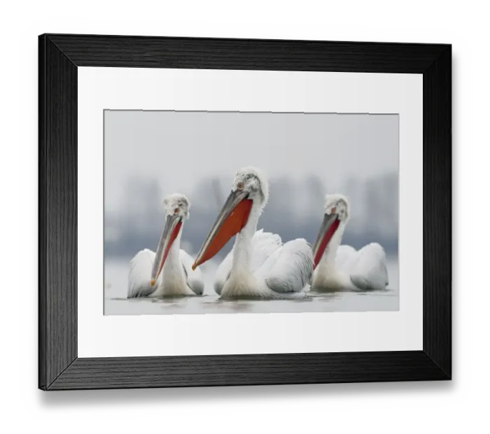 Framed Print : Three Dalmatian pelican (Pelecanus crispus) on Lake Kerkini, Macedonia, Greece, February Framed Print : Three Dalmatian pelican (Pelecanus crispus) on Lake Kerkini, Macedonia, Greece, February