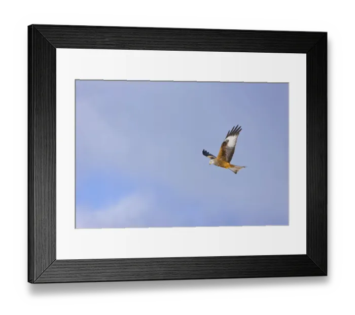 Framed Print : Red kite (Milvus milvus) in flight, Gigrin Farm, Powys, Rhayader, Wales, UK, February Framed Print : Red kite (Milvus milvus) in flight, Gigrin Farm, Powys, Rhayader, Wales, UK, February