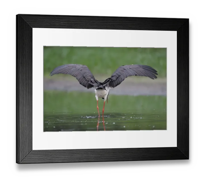 Framed Print : Rear view of Black stork (Ciconia nigra) with wings outstretched, Elbe Biosphere Reserve Framed Print : Rear view of Black stork (Ciconia nigra) with wings outstretched, Elbe Biosphere Reserve