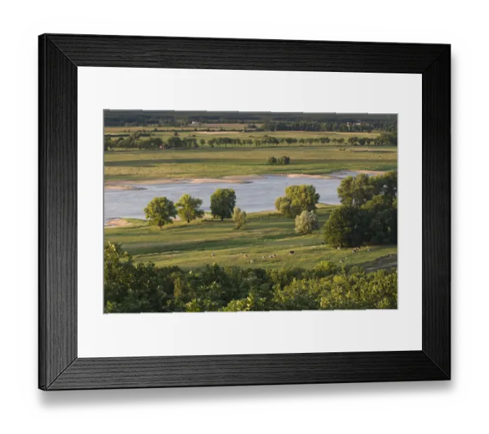 Framed Print : Elbe River with cows grazing in field, Elbe Biosphere Reserve, Lower Saxony, Germany Framed Print : Elbe River with cows grazing in field, Elbe Biosphere Reserve, Lower Saxony, Germany