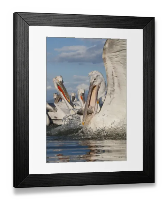Framed Print : Dalmatian pelican (Pelecanus crispus) with fish in beak, Lake Kerkini, Macedonia Framed Print : Dalmatian pelican (Pelecanus crispus) with fish in beak, Lake Kerkini, Macedonia