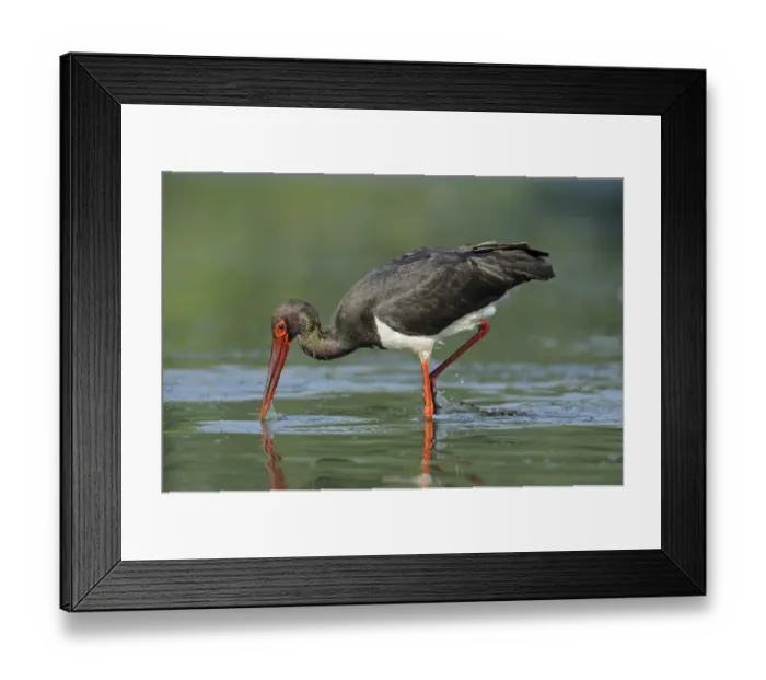 Framed Print : Black stork (Ciconia nigra) hunting for fish, Elbe Biosphere Reserve, Lower Saxony Framed Print : Black stork (Ciconia nigra) hunting for fish, Elbe Biosphere Reserve, Lower Saxony