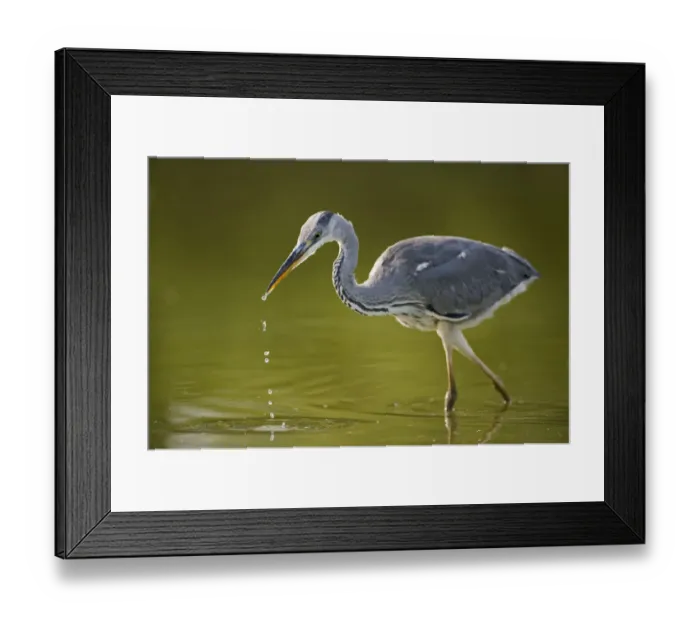 Framed Print : Grey heron (Ardea cinerea) with water dripping from beak, Elbe Biosphere Reserve