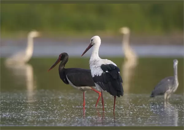White stork (Ciconia ciconia) and a Black stork (Ciconia nigra) with Grey herons