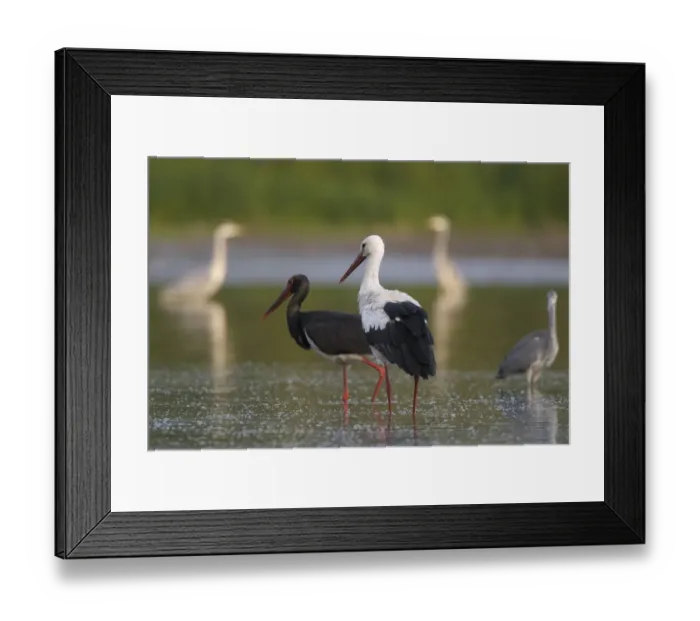 Framed Print : White stork (Ciconia ciconia) and a Black stork (Ciconia nigra) with Grey herons Framed Print : White stork (Ciconia ciconia) and a Black stork (Ciconia nigra) with Grey herons