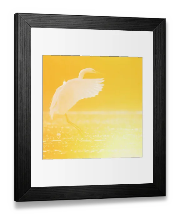 Framed Print : Great egret (Ardea alba) landing on water at sunrise, Elbe Biosphere Reserve, Lower Saxony