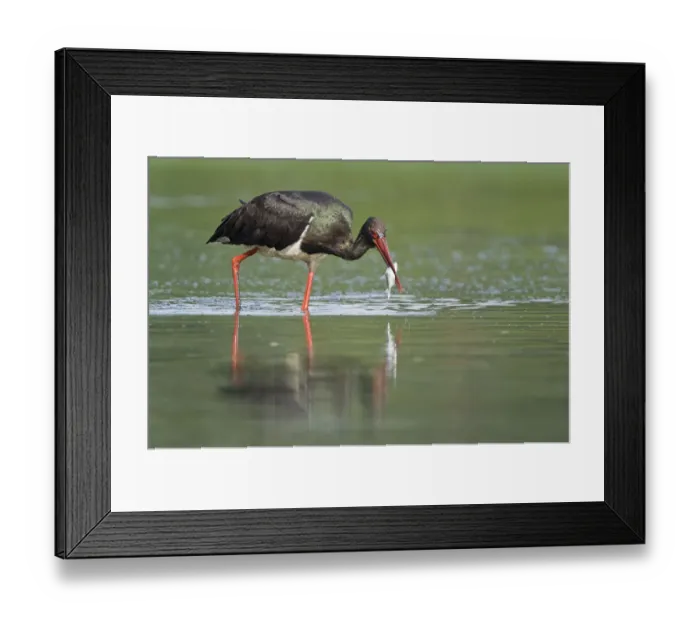 Framed Print : Black stork (Ciconia nigra) with fish in beak, Elbe Biosphere Reserve, Lower Saxony Framed Print : Black stork (Ciconia nigra) with fish in beak, Elbe Biosphere Reserve, Lower Saxony