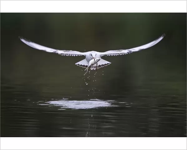 Black-headed gull (Chroicocephalus ridibundus) in flight carrying fish, Elbe Biosphere Reserve