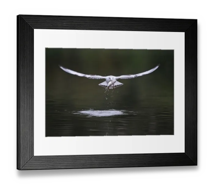 Framed Print : Black-headed gull (Chroicocephalus ridibundus) in flight carrying fish, Elbe Biosphere Reserve Framed Print : Black-headed gull (Chroicocephalus ridibundus) in flight carrying fish, Elbe Biosphere Reserve
