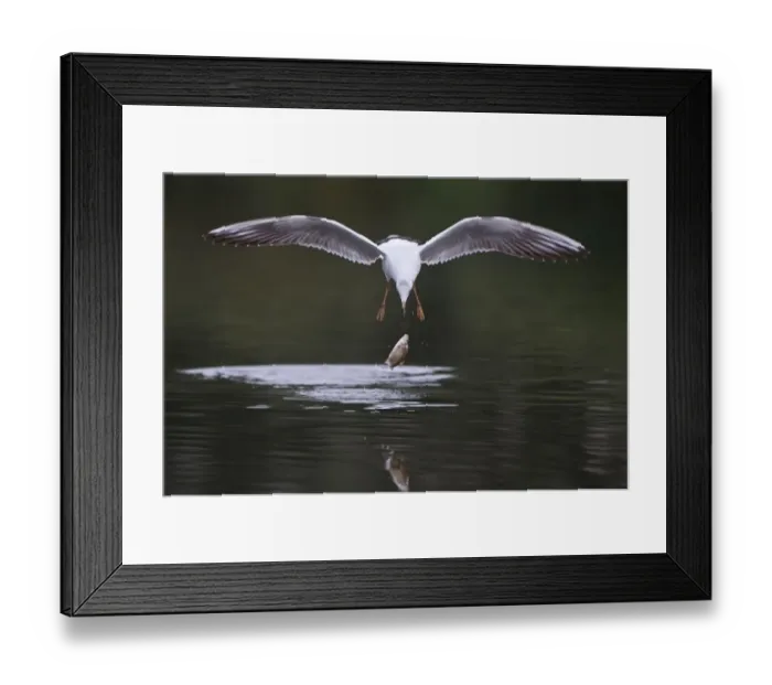 Framed Print : Black-headed gull (Chroicocephalus ridibundus) in flight having dropped fish, Elbe Framed Print : Black-headed gull (Chroicocephalus ridibundus) in flight having dropped fish, Elbe
