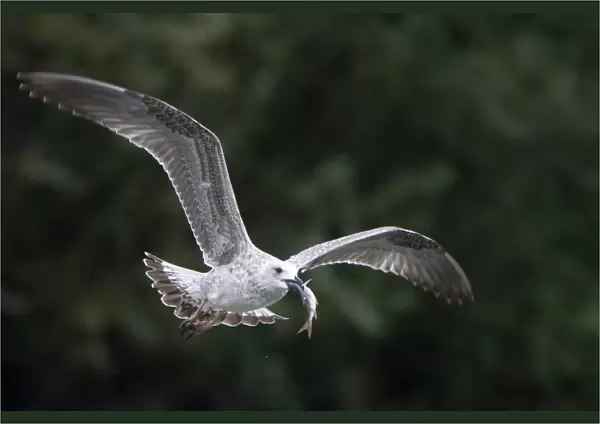 Juvenile Black-headed or Herring gull flying with fish in beak, Elbe Biosphere Reserve