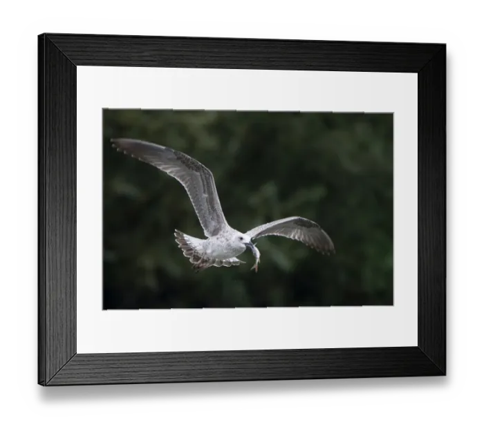 Framed Print : Juvenile Black-headed or Herring gull flying with fish in beak, Elbe Biosphere Reserve Framed Print : Juvenile Black-headed or Herring gull flying with fish in beak, Elbe Biosphere Reserve