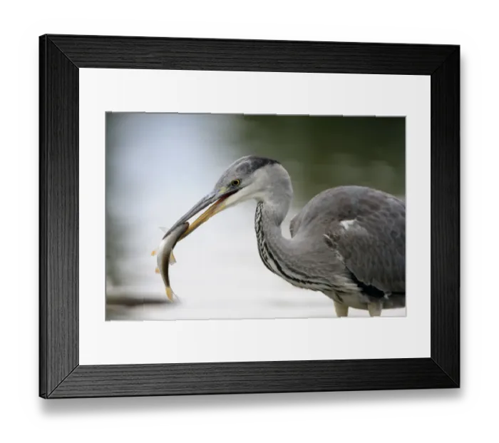 Framed Print : Grey heron (Ardea cinerea) with fish in beak, Elbe Biosphere Reserve, Lower Saxony