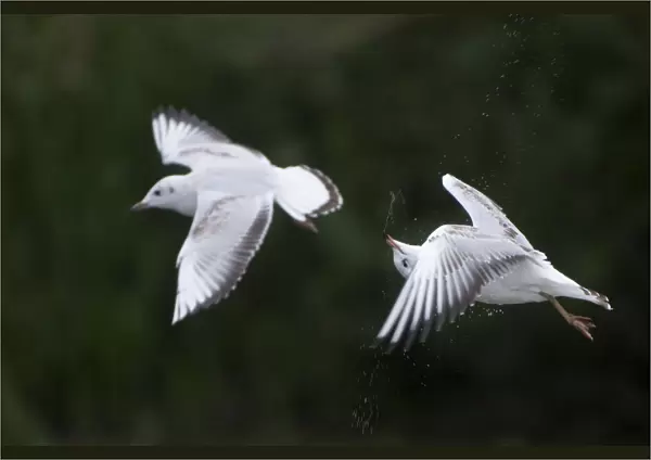 Two Black-headed gulls (Chroicocephalus ridibundus) in flight, one shaking its head