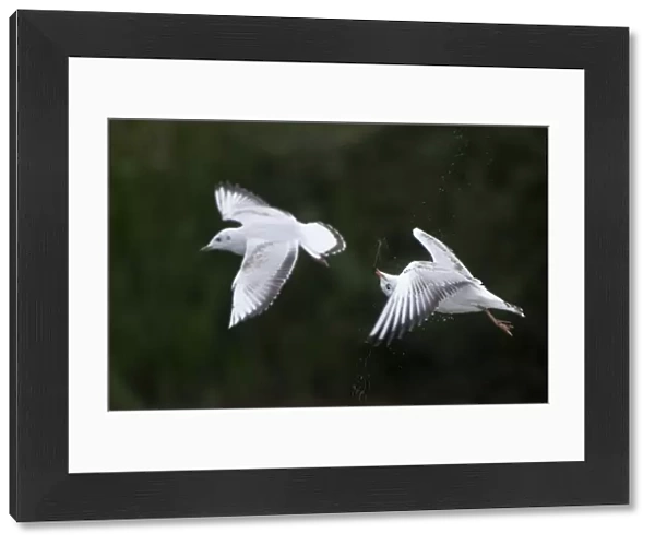 Two Black-headed gulls (Chroicocephalus ridibundus) in flight, one shaking its head