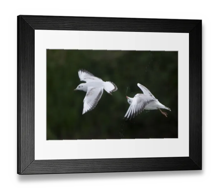 Framed Print : Two Black-headed gulls (Chroicocephalus ridibundus) in flight, one shaking its head Framed Print : Two Black-headed gulls (Chroicocephalus ridibundus) in flight, one shaking its head