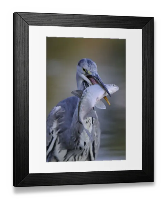 Framed Print : Grey heron (Ardea cinerea) with fish in beak, Elbe Biosphere Reserve, Lower Saxony Framed Print : Grey heron (Ardea cinerea) with fish in beak, Elbe Biosphere Reserve, Lower Saxony