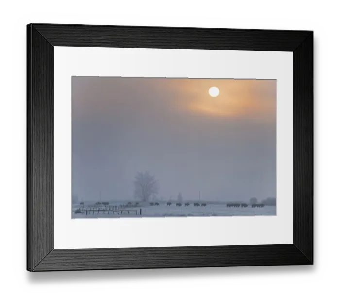 Framed Print : European bison (Bison bonasus) herd walking through an agricultural field, Bialowieza NP Framed Print : European bison (Bison bonasus) herd walking through an agricultural field, Bialowieza NP