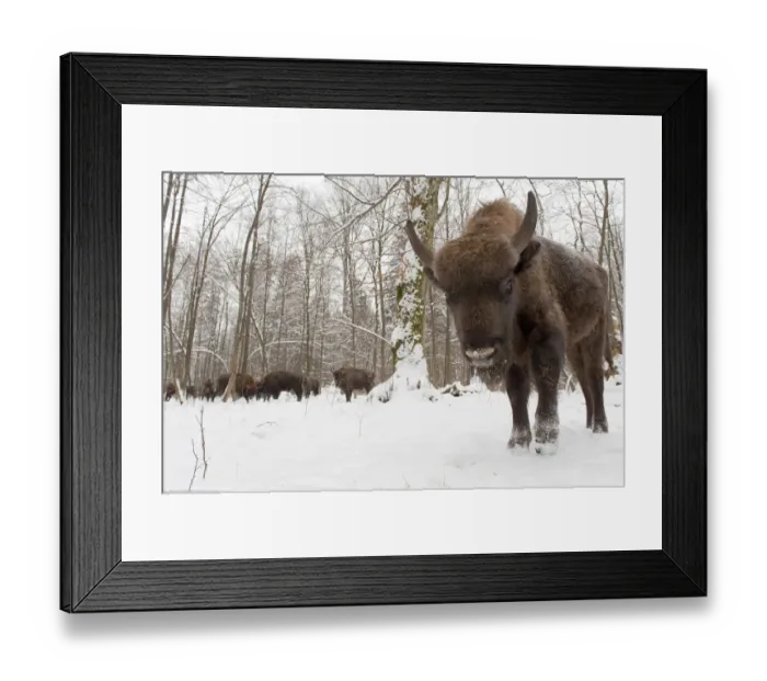 Framed Print : European bison (Bison bonasus) by winter feeding area, Bialowieza forest, Poland Framed Print : European bison (Bison bonasus) by winter feeding area, Bialowieza forest, Poland