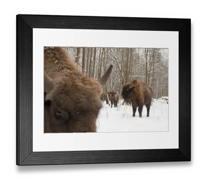 Framed Print : European bison (Bison bonasus) gathering at feeding site, Bialowieza NP, Poland Framed Print : European bison (Bison bonasus) gathering at feeding site, Bialowieza NP, Poland