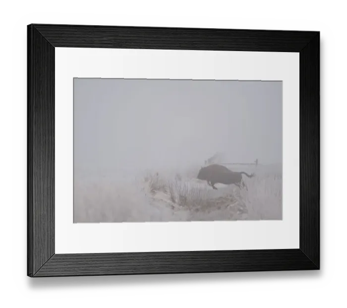 Framed Print : European bison (Bison bonasus) in an agricultural field jumping a ditch, Bialowieza NP Framed Print : European bison (Bison bonasus) in an agricultural field jumping a ditch, Bialowieza NP
