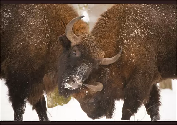Two European bison (Bison bonasus) fighting, Bialowieza NP, Poland, February 2009