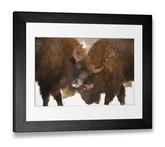 Framed Print : Two European bison (Bison bonasus) fighting, Bialowieza NP, Poland, February 2009 Framed Print : Two European bison (Bison bonasus) fighting, Bialowieza NP, Poland, February 2009
