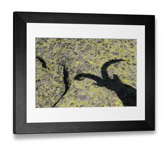 Framed Print : Shadow of male Spanish ibex (Capra pyrenaica) on rock, Sierra de Gredos, Spain, November Framed Print : Shadow of male Spanish ibex (Capra pyrenaica) on rock, Sierra de Gredos, Spain, November