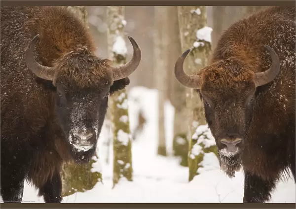 Two European bison (Bison bonasus) in snow, Bialowieza forest, Poland, February 2009