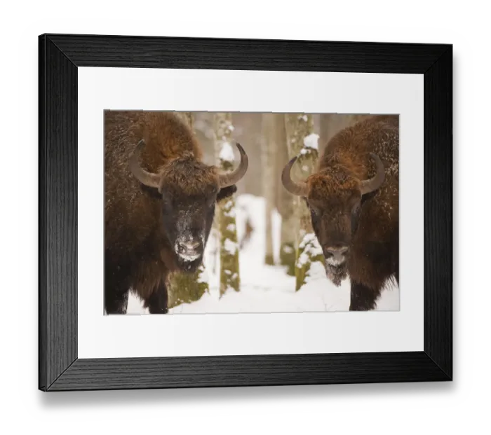 Framed Print : Two European bison (Bison bonasus) in snow, Bialowieza forest, Poland, February 2009 Framed Print : Two European bison (Bison bonasus) in snow, Bialowieza forest, Poland, February 2009