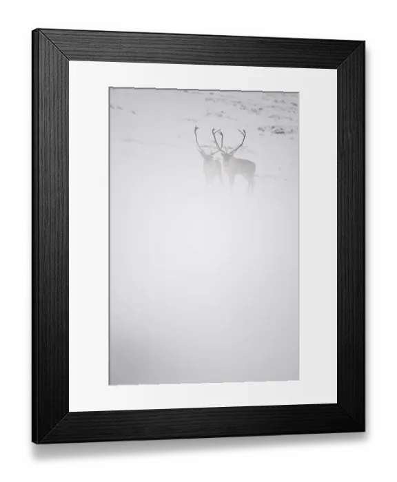 Framed Print : Two Reindeer (Rangifer tarandus) in snow mist, Forollhogna National Park, Norway Framed Print : Two Reindeer (Rangifer tarandus) in snow mist, Forollhogna National Park, Norway