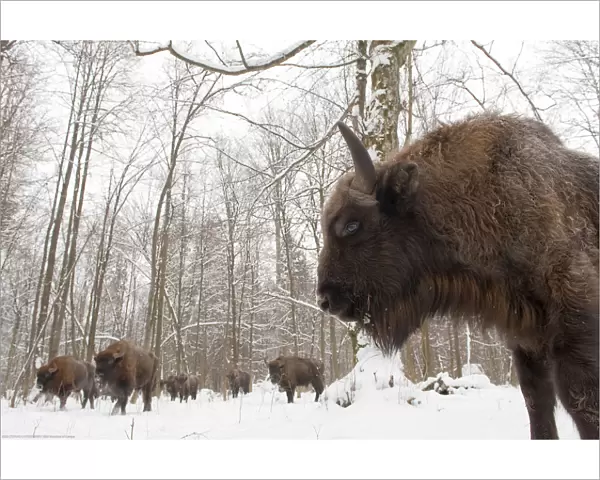 European bison (Bison bonasus) gathering at winter feeding site, Bialowieza NP, Poland