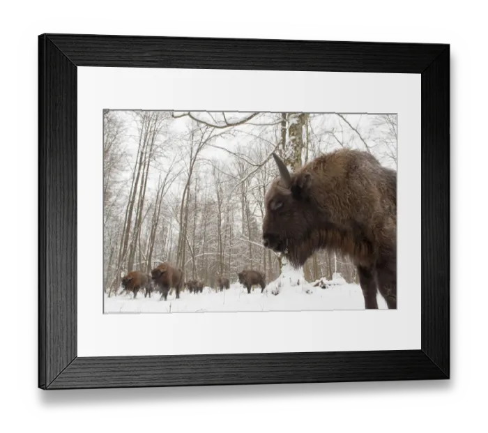 Framed Print : European bison (Bison bonasus) gathering at winter feeding site, Bialowieza NP, Poland Framed Print : European bison (Bison bonasus) gathering at winter feeding site, Bialowieza NP, Poland