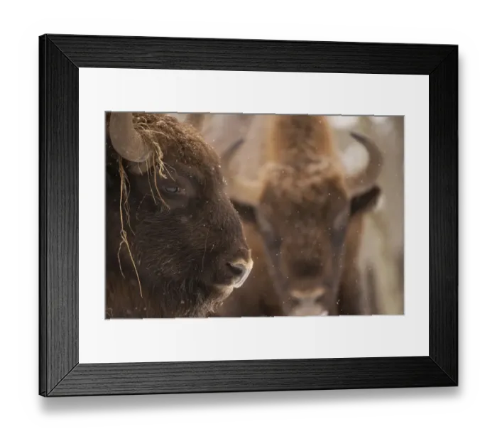 Framed Print : European bison (Bison bonasus) portrait, Bialowieza NP, Poland, February 2009 Framed Print : European bison (Bison bonasus) portrait, Bialowieza NP, Poland, February 2009