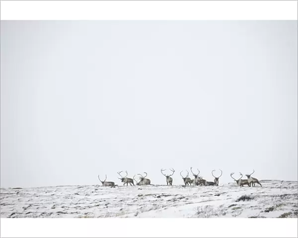 Reindeer (Rangifer tarandus) herd in distance in snow, Forollhogna National Park