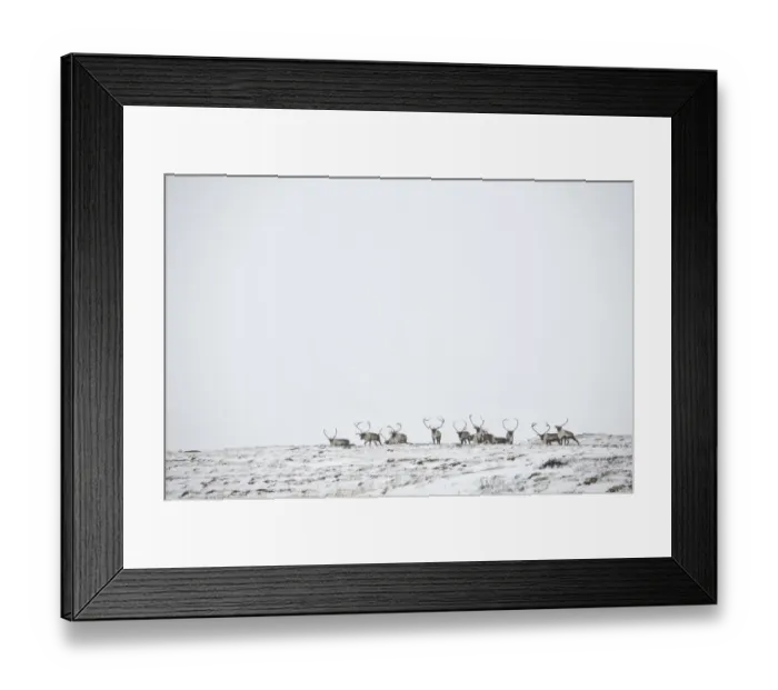 Framed Print : Reindeer (Rangifer tarandus) herd in distance in snow, Forollhogna National Park Framed Print : Reindeer (Rangifer tarandus) herd in distance in snow, Forollhogna National Park