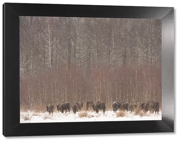 European bison (Bison bonasus) in agricultural field near forest, Bialowieza NP, Poland