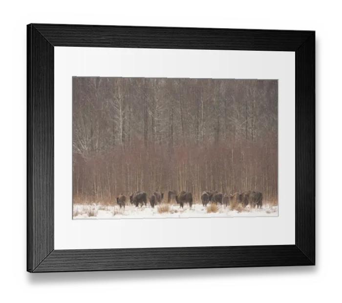 Framed Print : European bison (Bison bonasus) in agricultural field near forest, Bialowieza NP, Poland Framed Print : European bison (Bison bonasus) in agricultural field near forest, Bialowieza NP, Poland