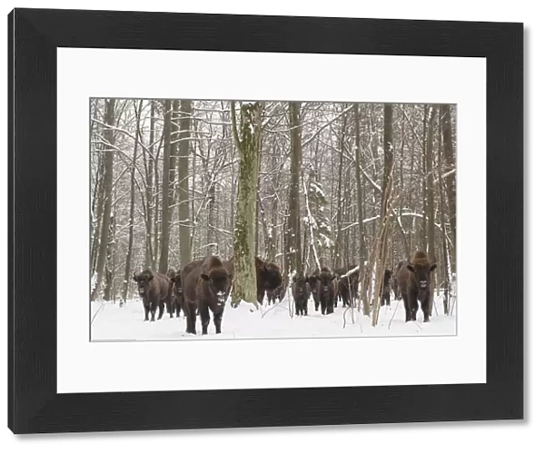 European bison (Bison bonasus) herd gathering at winter feeding site, Bialowieza NP