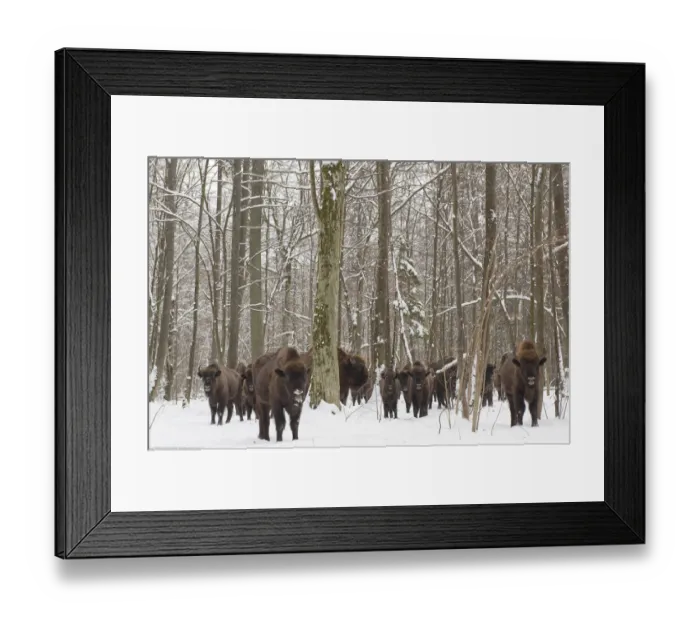 Framed Print : European bison (Bison bonasus) herd gathering at winter feeding site, Bialowieza NP Framed Print : European bison (Bison bonasus) herd gathering at winter feeding site, Bialowieza NP