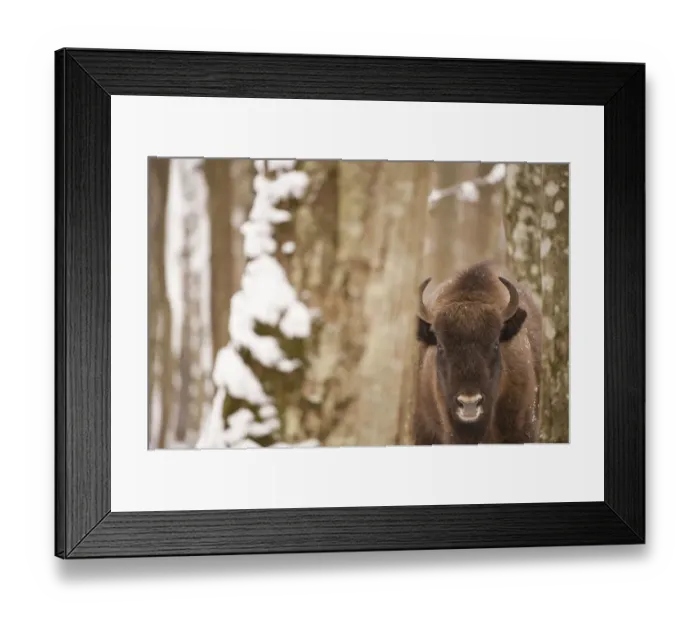 Framed Print : European bison (Bison bonasus) in forest, Bialowieza NP, Poland, February 2009 Framed Print : European bison (Bison bonasus) in forest, Bialowieza NP, Poland, February 2009